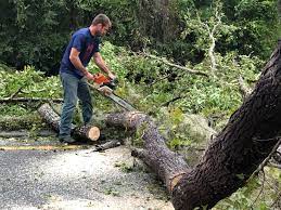 Best Tree Maintenance Programs  in Bath, MI