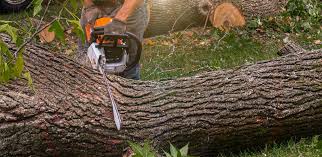 Best Fruit Tree Pruning  in Bath, MI