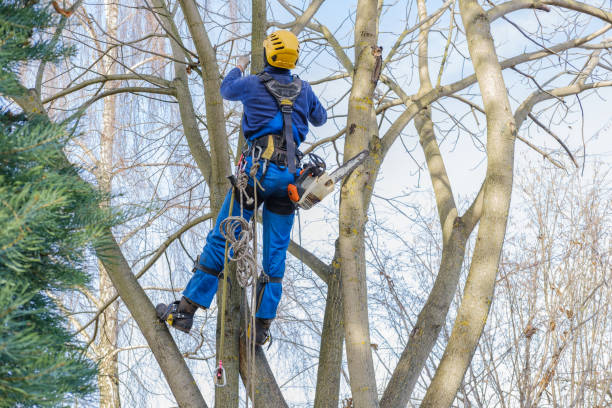 How Our Tree Care Process Works  in  Bath, MI