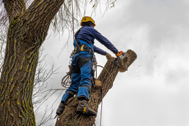 Best Tree Health Inspection  in Bath, MI