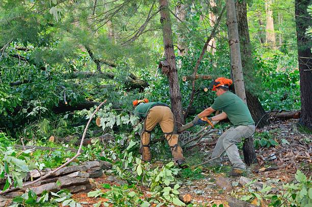 Best Tree Preservation Services  in Bath, MI