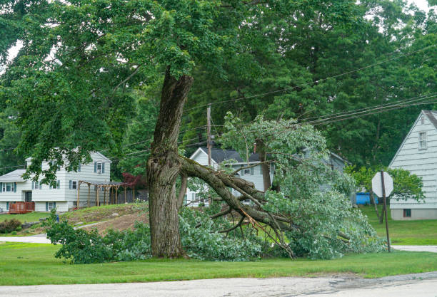 Best Emergency Tree Removal  in Bath, MI