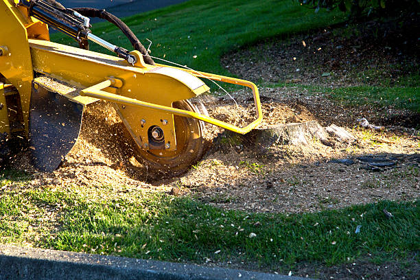 Best Tree and Shrub Care  in Bath, MI