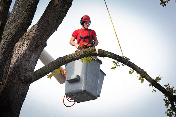  Bath, MI Tree Removal Pros