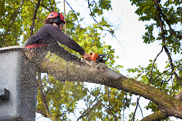 Best Tree Trimming and Pruning  in Bath, MI