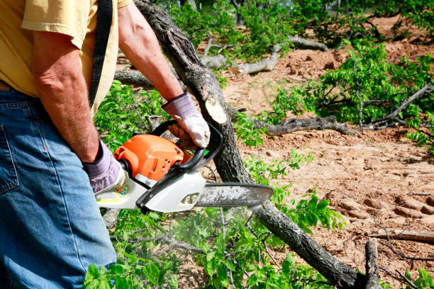 Professional Tree Removal in Bath, MI